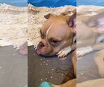 Small #3 French Bulldog Mix