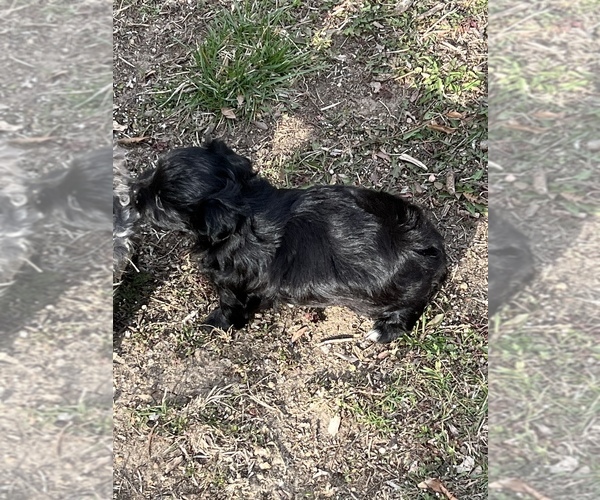 Medium Photo #3 Havashu-YorkiePoo Mix Puppy For Sale in WICHITA, KS, USA