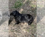 Small Photo #3 Havashu-YorkiePoo Mix Puppy For Sale in WICHITA, KS, USA
