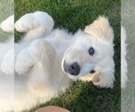 Small #1 Golden Pyrenees