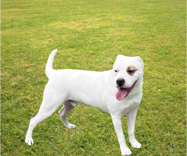Medium Photo #8 American Bulldog Puppy For Sale in Crandall, GA, USA