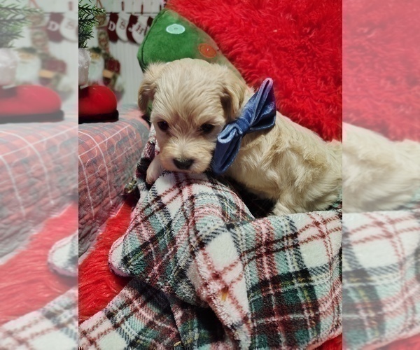 Medium Photo #5 Maltipoo (Miniature) Puppy For Sale in SAN ANTONIO, TX, USA