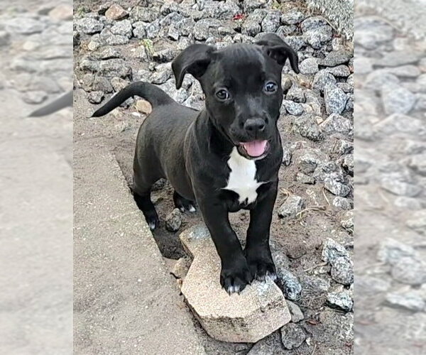 Medium Photo #11 American Staffordshire Terrier-Unknown Mix Puppy For Sale in Royal Palm Beach, FL, USA