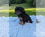 Puppy Mason Cavapoo