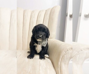Golden Mountain Doodle Puppy for sale in LELAND, NC, USA