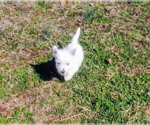 West Highland White Terrier Puppy for sale in MOUNTAINBURG, AR, USA
