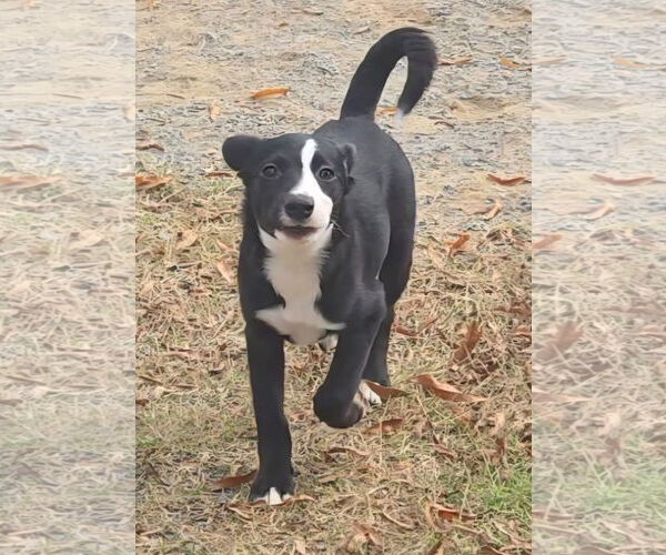 Medium Photo #7 Beagle-Border Collie Mix Puppy For Sale in Alexander, AR, USA