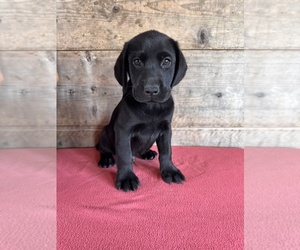 Labrador Retriever Puppy for sale in VERMONTVILLE, MI, USA