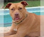 Small #4 Boxer Mix
