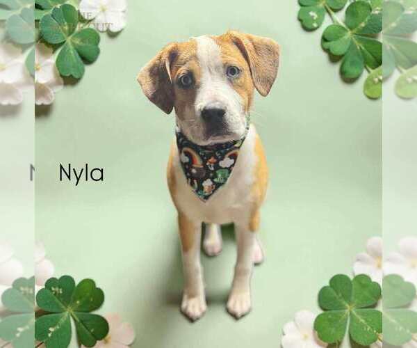 Medium Photo #4 American Pit Bull Terrier-Unknown Mix Puppy For Sale in Evansville, IN, USA