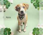 Small #3 American Pit Bull Terrier Mix