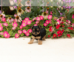 Small #2 Yorkshire Terrier