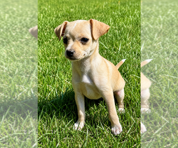 Medium Photo #7 Chihuahua Puppy For Sale in FAIR HAVEN, MI, USA