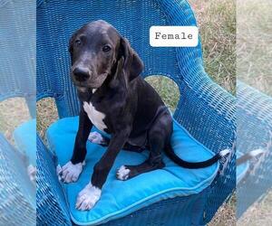 Great Dane Puppy for sale in TIMPSON, TX, USA