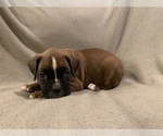 Small Photo #4 Boxer Puppy For Sale in DEMOREST, GA, USA