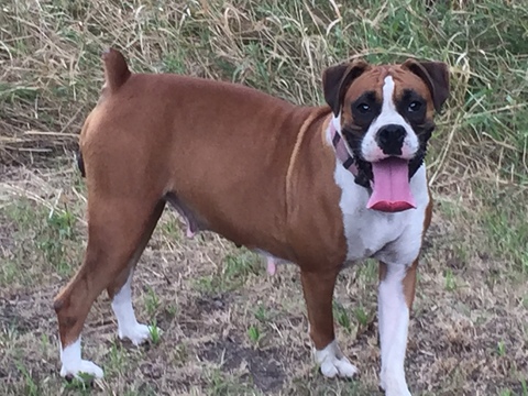 Medium Photo #1 Boxer Puppy For Sale in WINFIELD, KS, USA