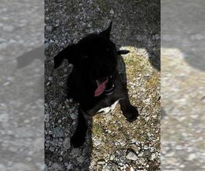 Labrador Retriever-Unknown Mix Dogs for adoption in Houston, TX, USA