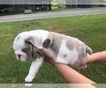 Small #7 Bulldog