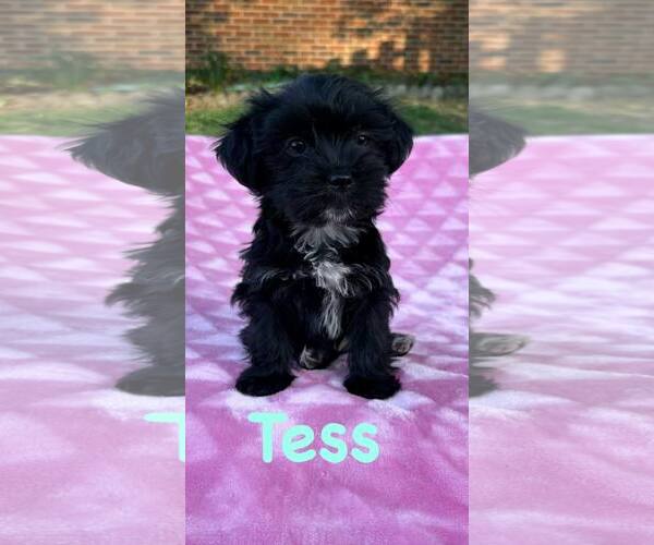Medium Photo #1 Shih Tzu-Unknown Mix Puppy For Sale in Lewistown, PA, USA
