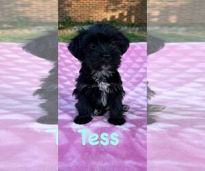 Shih Tzu-Unknown Mix Dogs for adoption in Lewistown, PA, USA