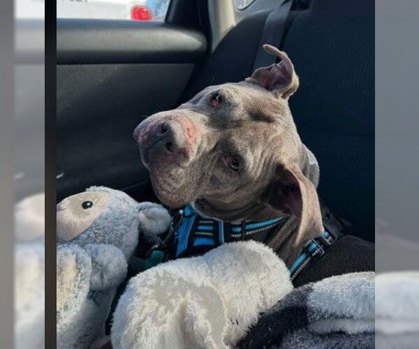 Medium Photo #4 Mutt Puppy For Sale in Sheboygan, WI, USA