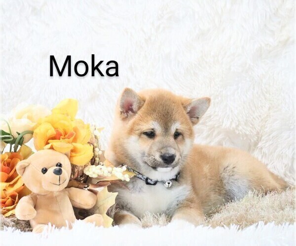 Medium Photo #3 Shiba Inu Puppy For Sale in LOYAL, WI, USA