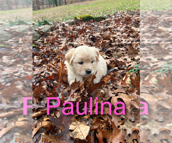 Medium Photo #1 Newfoundland-Samoyed Mix Puppy For Sale in ODENTON, MD, USA
