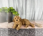 Small Photo #8 Cavapoo Puppy For Sale in GREENWOOD, IN, USA
