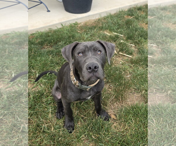 Medium Photo #9 Labrador Retriever-Unknown Mix Puppy For Sale in Germantown, OH, USA