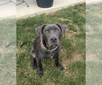 Small #8 Labrador Retriever Mix