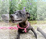 Small #2 American Pit Bull Terrier-Staffordshire Bull Terrier Mix