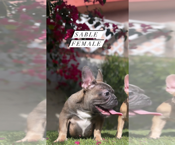 Medium Photo #5 French Bulldog Puppy For Sale in LOS ANGELES, CA, USA