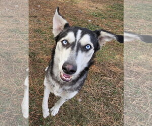 Pedro - Male Siberian Husky Dog for Adoption - Photo #2