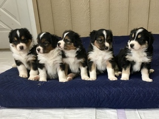 English Shepherd Puppy for sale in LEBANON, KY, USA