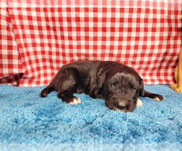 Medium Photo #4 Golden Mountain Dog Puppy For Sale in BLACK FOREST, CO, USA