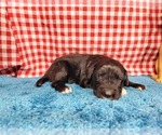 Small #2 Golden Mountain Dog