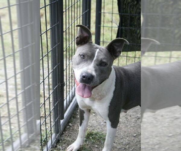 Medium Photo #2 Mutt Puppy For Sale in Abbeville, LA, USA