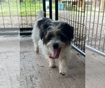 Small #2 Shih Tzu