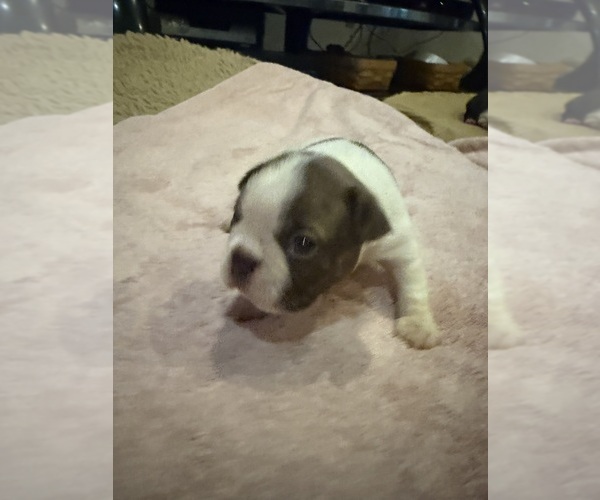 Medium Photo #10 Boston Terrier Puppy For Sale in FREDONIA, KS, USA