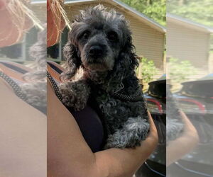 Poodle (Miniature) Dogs for adoption in New York, NY, USA