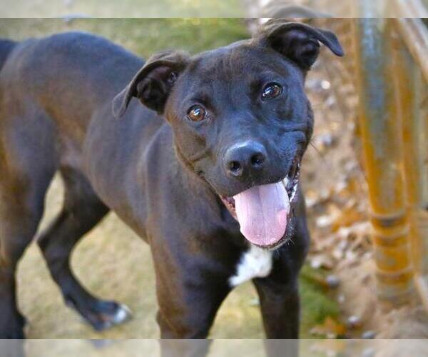 Medium Photo #1 American Staffordshire Terrier-German Shepherd Dog Mix Puppy For Sale in Tallahassee, FL, USA