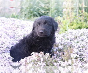 Golden Retriever-Mutt Mix Puppy for sale in SHILOH, OH, USA
