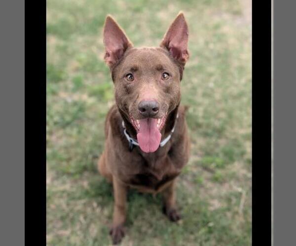 Medium Photo #2 Australian Kelpie-Unknown Mix Puppy For Sale in Conroe, TX, USA