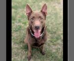 Small #1 Australian Kelpie Mix