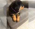 Small #14 Rottweiler