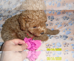 Poodle (Toy) Puppy for sale in DULUTH, GA, USA