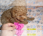 Image preview for Ad Listing. Nickname: Net