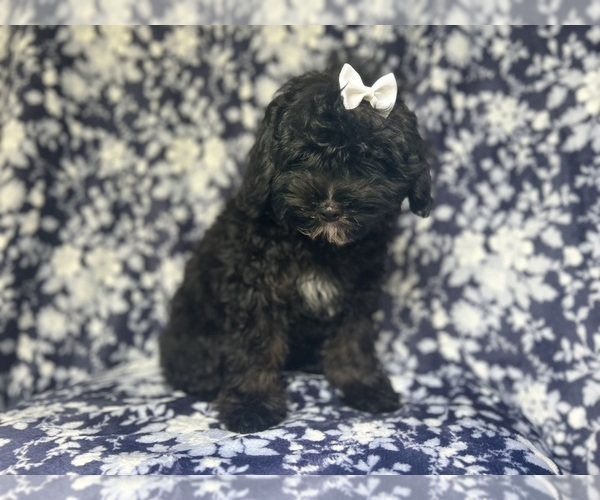 Medium Photo #7 ShihPoo Puppy For Sale in LAKELAND, FL, USA