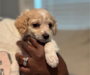 Medium YorkiePoo