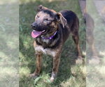 Small #2 Australian Shepherd Mix